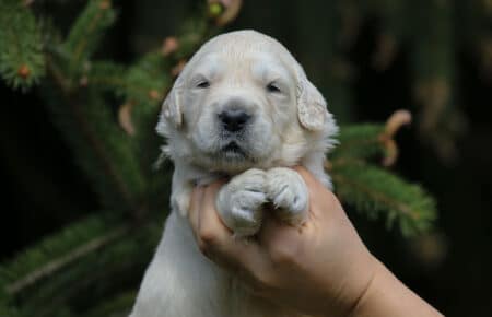 KISS CUCCIOLI DI GOLDEN RETRIEVER 4956