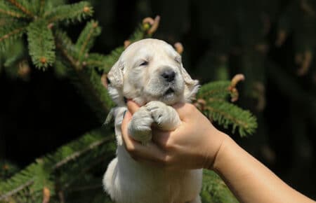 KISS CUCCIOLI DI GOLDEN RETRIEVER 4961