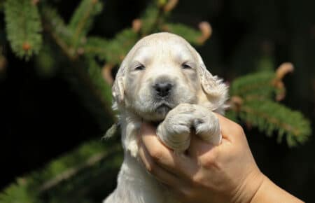 KISS CUCCIOLI DI GOLDEN RETRIEVER 4964