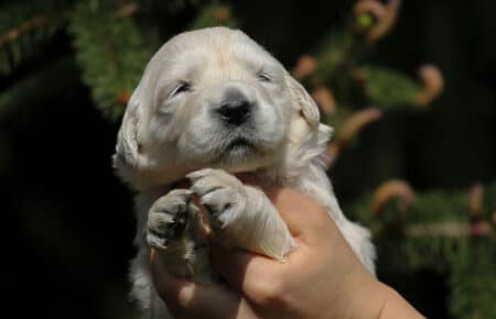 KISS CUCCIOLI DI GOLDEN RETRIEVER 4977