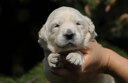 KISS CUCCIOLI DI GOLDEN RETRIEVER 4981