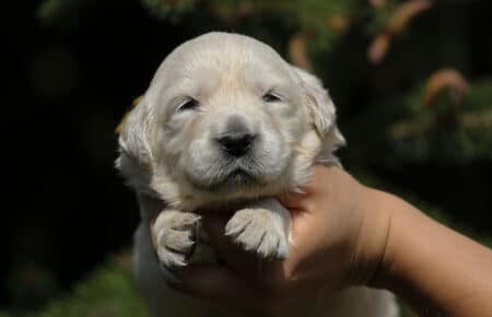 KISS CUCCIOLI DI GOLDEN RETRIEVER 4982