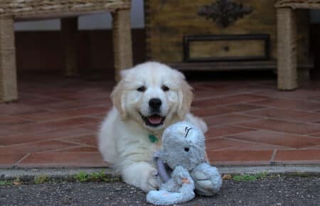 KISS CUCCIOLI DI GOLDEN RETRIEVER 5952