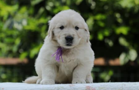 KISS CUCCIOLO FEMMINA COLLARE LILLA GOLDEN RETRIEVER 5179