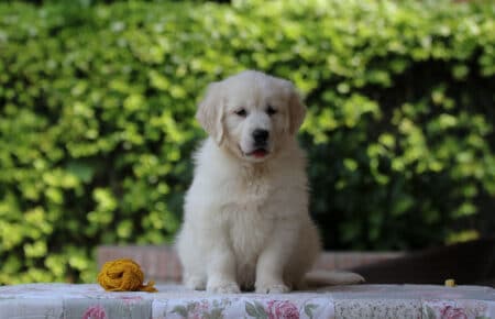 KISS CUCCIOLO FEMMINA GIALLO GOLDEN RETRIEVER 5891