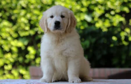 KISS CUCCIOLO GOLDEN RETRIEVER MASCHIO VERDE