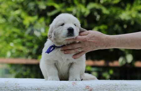 KISS CUCCIOLO MASCHIO COLLARE BLU GOLDEN RETRIEVER 5119