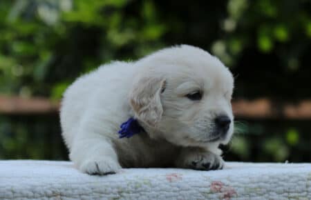 KISS CUCCIOLO MASCHIO COLLARE BLU GOLDEN RETRIEVER 5125