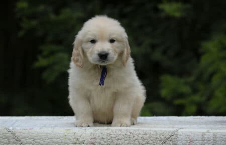 KISS CUCCIOLO MASCHIO COLLARE BLU GOLDEN RETRIEVER 5340