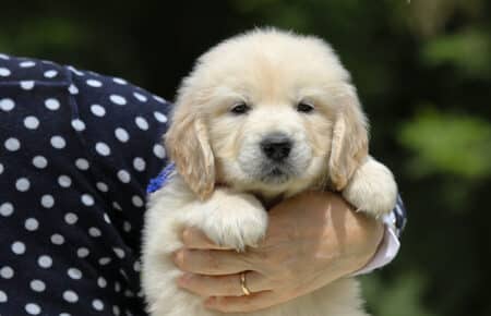 KISS CUCCIOLO MASCHIO COLLARE BLU GOLDEN RETRIEVER 5358