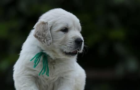 KISS CUCCIOLO MASCHIO COLLARE VERDE GOLDEN RETRIEVER 5139