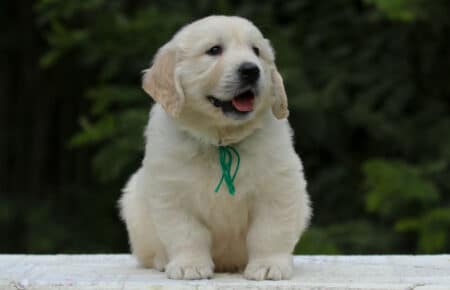 KISS CUCCIOLO MASCHIO COLLARE VERDE GOLDEN RETRIEVER 5414