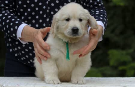 KISS CUCCIOLO MASCHIO COLLARE VERDE GOLDEN RETRIEVER 5415