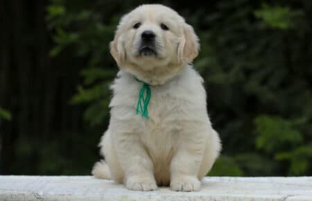 KISS CUCCIOLO MASCHIO COLLARE VERDE GOLDEN RETRIEVER 5422