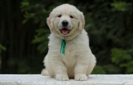 KISS CUCCIOLO MASCHIO COLLARE VERDE GOLDEN RETRIEVER 5423