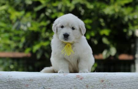 KISS FEMMINA COLLARE GIALLO CUCCIOLO GOLDEN RETRIEVER 5170