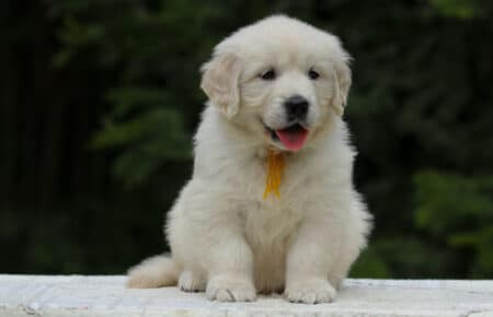 KISS FEMMINA COLLARE GIALLO GOLDEN RETRIEVER 5455