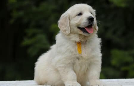 KISS FEMMINA COLLARE GIALLO GOLDEN RETRIEVER 5459