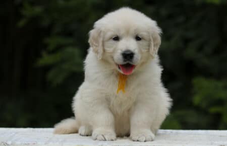 KISS FEMMINA COLLARE GILLO GOLDEN RETRIEVER 5454