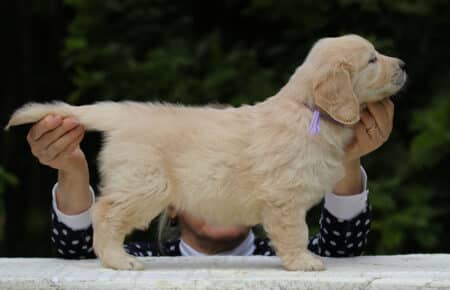 KISS FEMMINA COLLARE LILLA GOLDEN RETRIEVER 5479