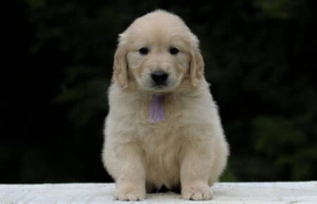 KISS FEMMINA COLLARE LILLA GOLDEN RETRIEVER 5487