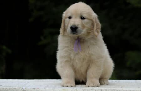 KISS FEMMINA COLLARE LILLA GOLDEN RETRIEVER 5489