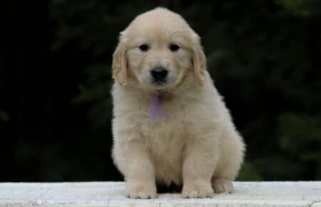 KISS FEMMINA COLLARE LILLA GOLDEN RETRIEVER 5491