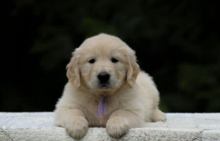 KISS FEMMINA COLLARE LILLA GOLDEN RETRIEVER 5496