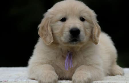 KISS FEMMINA COLLARE LILLA GOLDEN RETRIEVER 5498