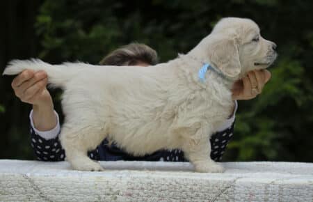 KISS MASCHIO COLLARE AZZURRO GOLDEN RETRIEVER 5368