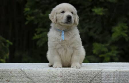 KISS MASCHIO COLLARE AZZURRO GOLDEN RETRIEVER 5391