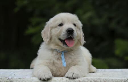 KISS MASCHIO COLLARE AZZURRO GOLDEN RETRIEVER 5392