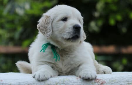 KISSMASCHIO COLLARE VERDE GOLDEN RETRIEVER 5145