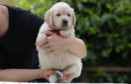 CAROL FEMMINA BORDEAUX CUCCIOLO DI GOLDEN RETRIEVER 5235