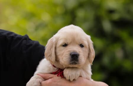 CAROL FEMMINA BORDEAUX CUCCIOLO DI GOLDEN RETRIEVER 5237