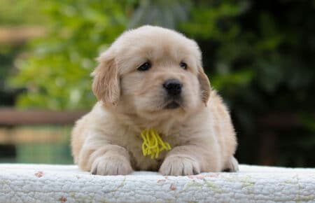 CAROL FEMMINA GIALLO CUCCIOLO DI GOLDEN RETRIEVER 5220