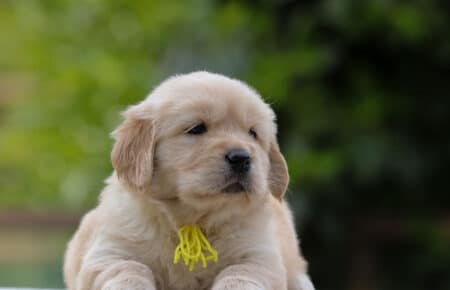 CAROL FEMMINA GIALLO CUCCIOLO DI GOLDEN RETRIEVER 5221