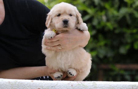 CAROL FEMMINA GIALLO CUCCIOLO DI GOLDEN RETRIEVER 5228