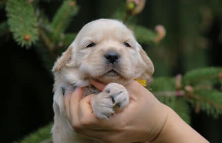 CAROL FEMMINA GIALLO GOLDEN RETRIEVER 4913