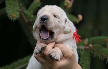 CAROL FEMMINA ROSSO GOLDEN RETRIEVER 4922