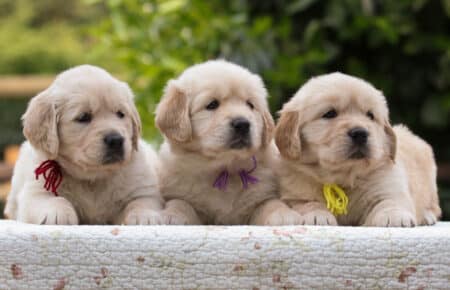 CAROL FEMMINE CUCCIOLI DI GOLDEN RETRIEVER