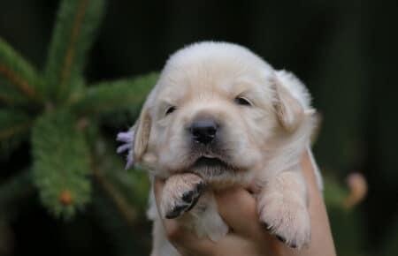 CAROL FEMMINE LILLA GOLDEN RETRIEVER 4910