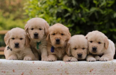 CAROL MASCHI GOLDEN RETRIEVER 5245