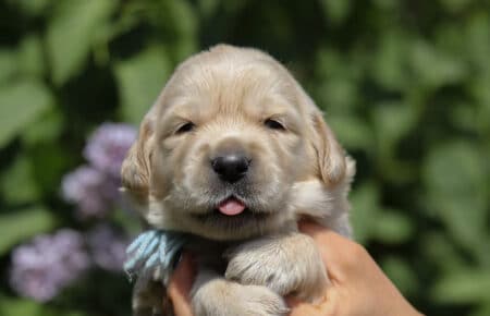 CAROL MASCHIO AZZURRO GOLDEN RETRIEVER 4870