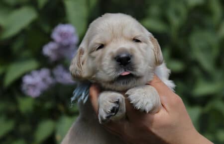 CAROL MASCHIO AZZURRO GOLDEN RETRIEVER 4876
