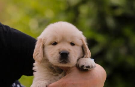 CAROL MASCHIO AZZURRO GOLDEN RETRIEVER 5262