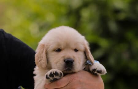 CAROL MASCHIO AZZURRO GOLDEN RETRIEVER 5264