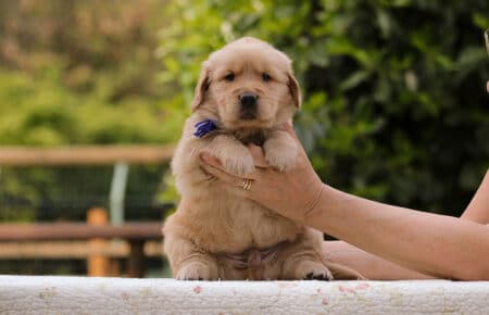 CAROL MASCHIO BLU GOLDEN RETRIEVER 5279