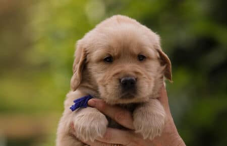 CAROL MASCHIO BLU GOLDEN RETRIEVER 5280