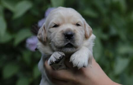 CAROL MASCHIO GOLDEN RETRIEVER 4887